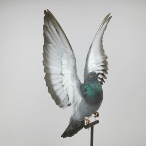 Feral Pigeon in flight
