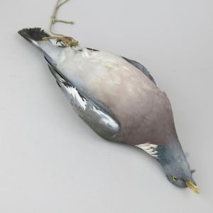 Wood Pigeon 'as dead'