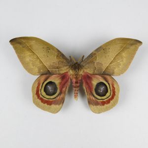 Moth ? ref.11