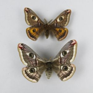Moth - saturnia pavonia