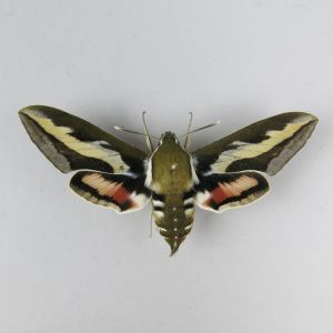 Hawk moth 1