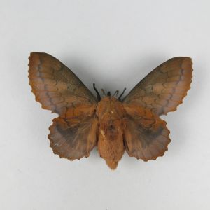 Gastropacha quercifolia / moth
