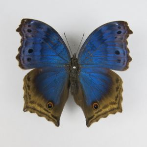 Butterfly ref.2