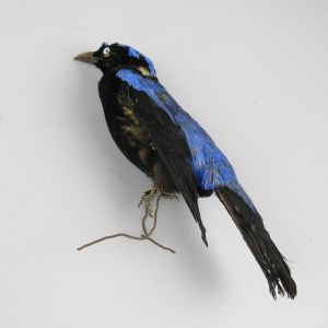 Fairy Blue Bird (budget)
