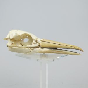 Gannet skull 2