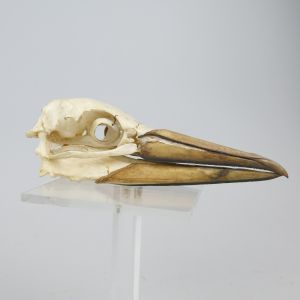 Gannet skull 1