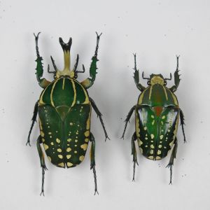 Beetles ref 1&2 (m&f)