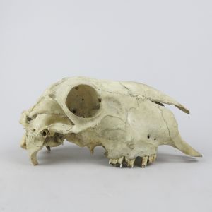 Sheep skull 1