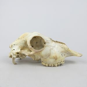 Sheep skull 8
