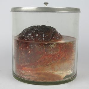 Pickled Human brain (replica)