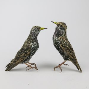 Starlings 4 & 5 (antique)