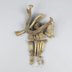 Misc human bones (selection 2)
