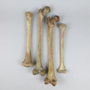 Human bones x 4