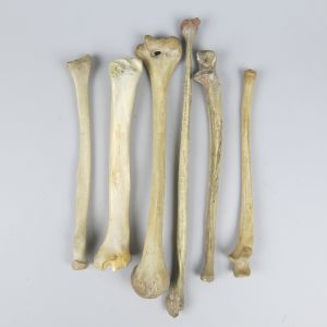 Human bones x 6 (selection 1)