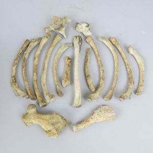 Seal bones