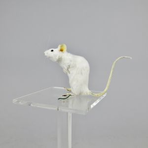White mouse 2