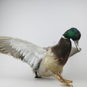 Mallard Duck in flight