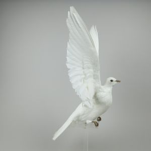 Dove in flight 1