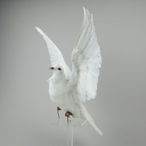 Dove in flight 3