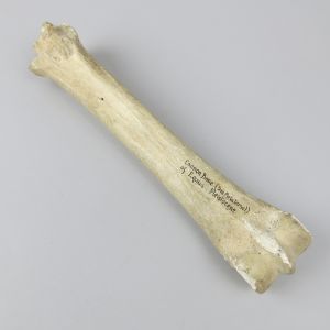 Fossilised horse bone