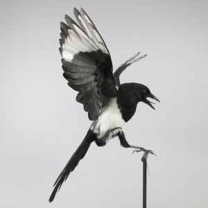 Magpie in flight 1