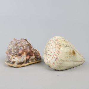 Sea shells 14 (x 2)