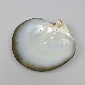 Sea shell 11