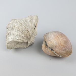 Sea shells 9 (x 2)