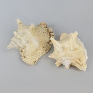 Sea shells 5 (x 2)