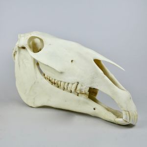 Horse skull 4