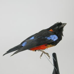 Red bellied mountain tanager