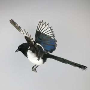 Magpie in flight 4