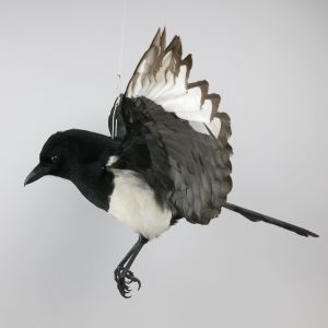 Magpie in flight 5