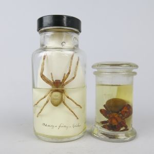 Pickled Spiders x 2