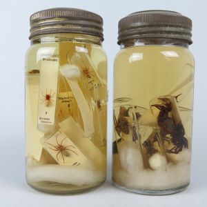 Pickled Spiders (in Kilner jars)