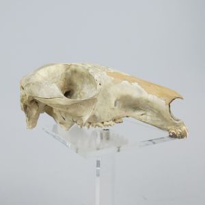 Kangaroo skull
