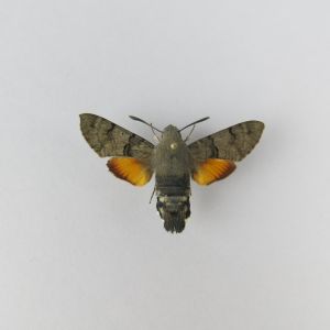 Moth (homespun)