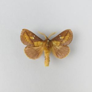 Moth (brown)