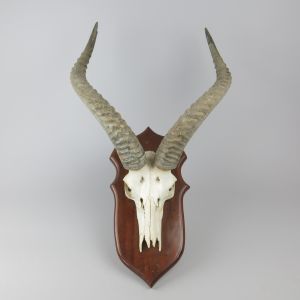 Ugandan Kob horns