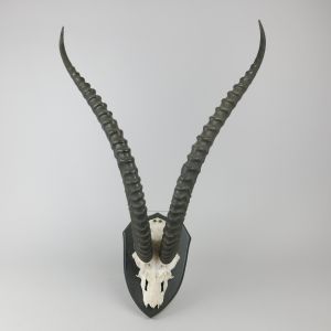 Grant’s Gazelle horns 1