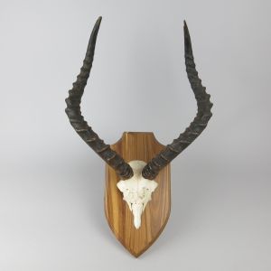 Impala horns 2