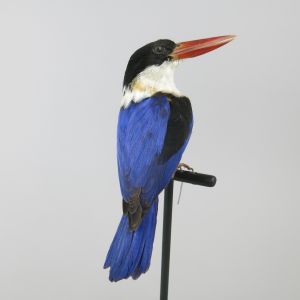 Black headed Kingfisher