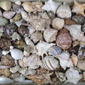 Quantity of sea shells
