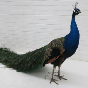 Blue Peacock D
