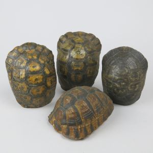 Tortoise shells x 4 (small)