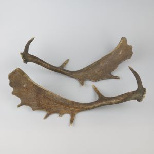 Shed antlers 3