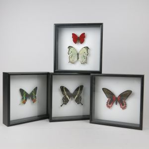 Framed butterflies, black frames
