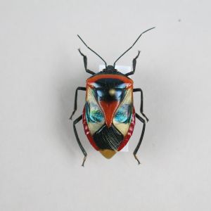 Beetle: Catacanthus nigripes