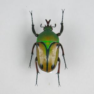 Beetle ref 17