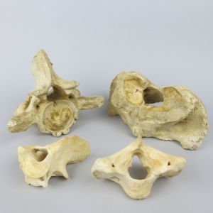 Ox vertebrae